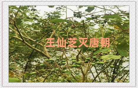 王仙芝灭唐朝